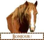 Shiatsu pour chevaux et cavaliers (Franche-Comté)  912851