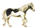 Recherche logements chevaux et cavaliers pour asbl lors rando parrainée 663265